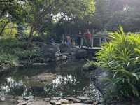 濕地公園的落羽松