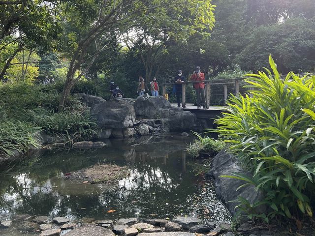 濕地公園的落羽松