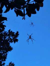 Bok Tower Gardens, Florida's hidden paradise
