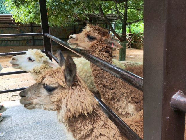 SOoo Many animals up close 🙉🦓 Hangzhou