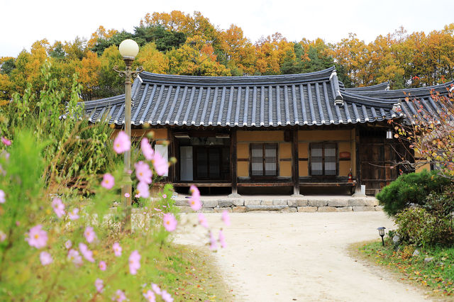 영주 무섬마을 외나무다리