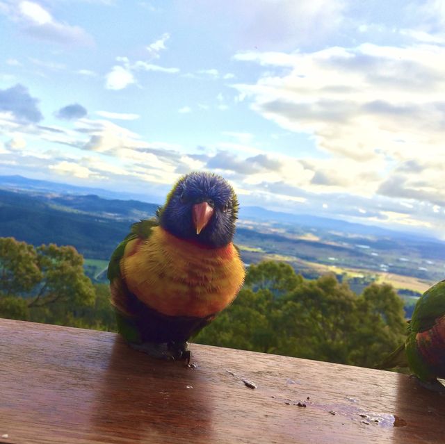 Enjoy your lunch with Lorikeets