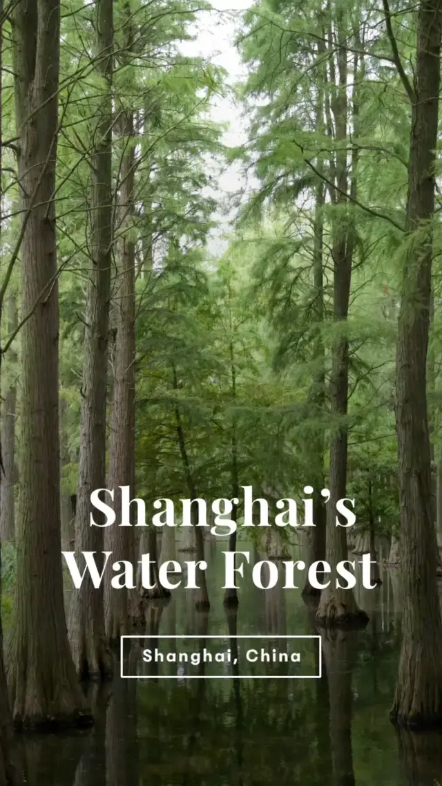 Shanghai’s Majestic Water Forest