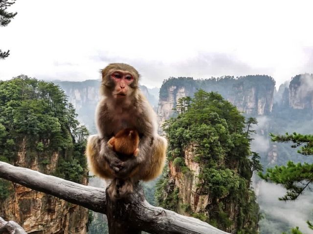 Baby Monkeys in the Avatar Mountains