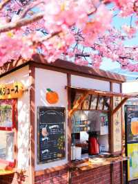 Earliest blooming cherry blossoms in all of Japan |