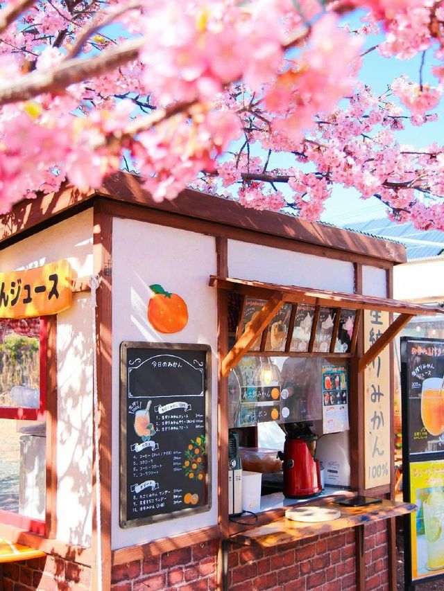 Earliest blooming cherry blossoms in all of Japan |