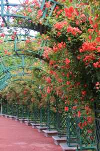 Fuyang's best place to enjoy roses in bloom - Delta Park.