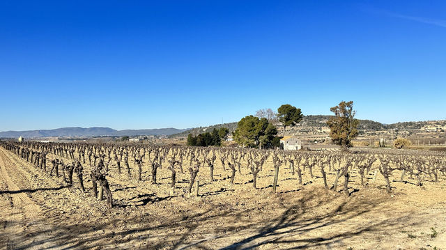 Vilafranca de PenedèsV