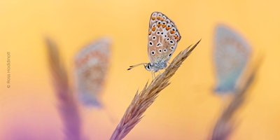 British Wildlife Photography Awards: 2024 - Winners & Exhibition Launch | The Mount Without, Upper Church Lane, Bristol, UK