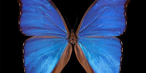 Exhibition Opening | Pollinators with Shaw.art and Studio ROOF | Cloud Gallery