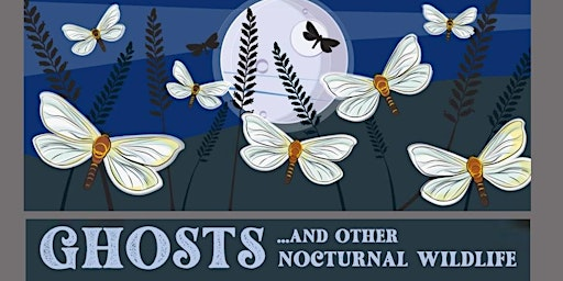 Ghosts and other Nocturnal Wildlife | The Secret Campsite