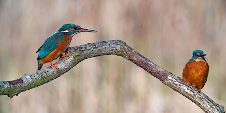Nature Photography Course with Jack Perks | Attenborough Nature Reserve - Parking at ANC