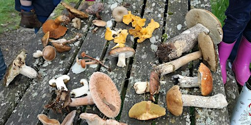 Fungi Foray at Blackmuir Wood | Blackmuir Wood