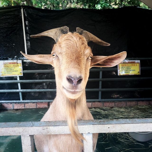 🦙可愛的草泥馬🦙