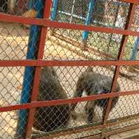 Bangladesh Dhaka International zoo 