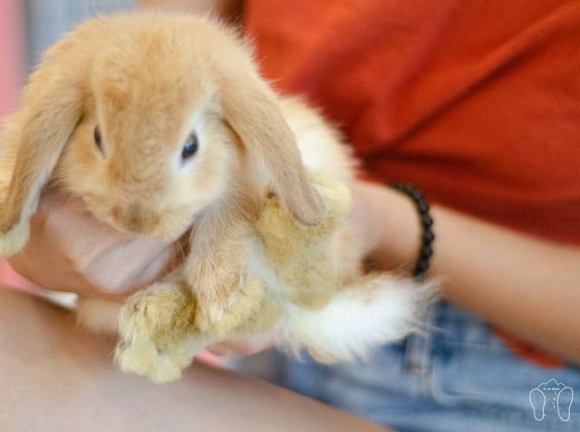 Baby Bunny Cafe คาเฟ่กระต่ายใกล้เมืองเชียงใหม่