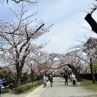 【神奈川】お城と満開の桜が美しい桜の名所🌸