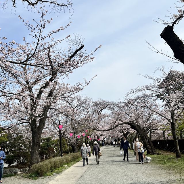 【神奈川】お城と満開の桜が美しい桜の名所🌸