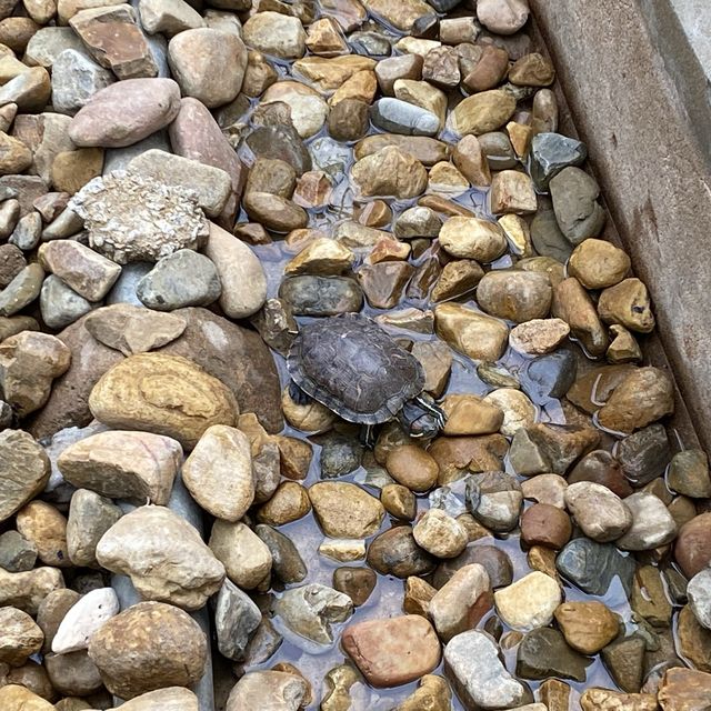 大角咀中式公園賞花｜漸變色橙黃花、烏龜、中式涼亭