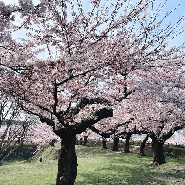 【北海道:函館】日本100名城の星形要塞で絶景を楽しむ