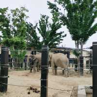 大迫力！４頭のゾウが暮らす京都市動物園