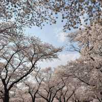 Cherry Blossoms at Seoak-dong, Gyeongju