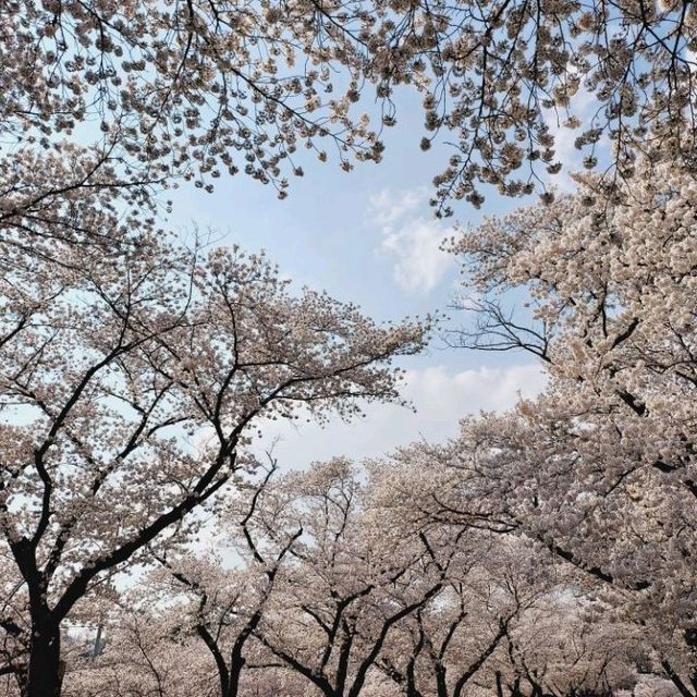 Cherry Blossoms at Seoak-dong, Gyeongju