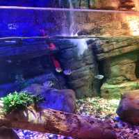 The Sealife At Legoland Malaysia