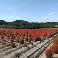 愛知県！知多半島にある秋のコキア畑