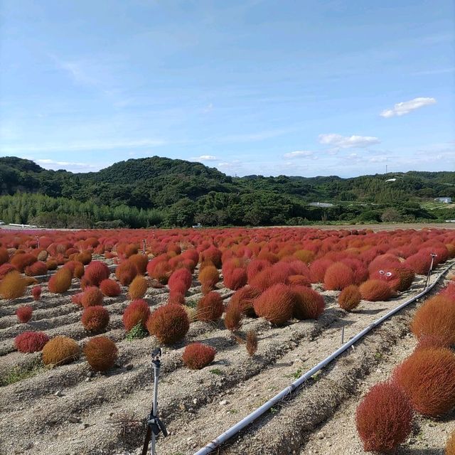 愛知県！知多半島にある秋のコキア畑