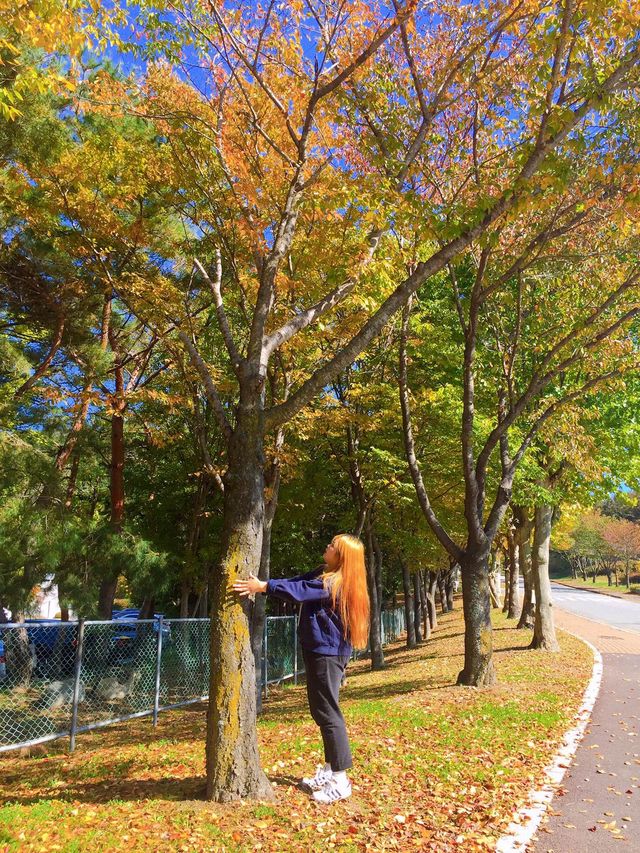 단풍구경은 여기서 하자 🍂경주 보문관광단지 