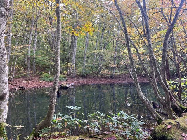 【青森】リフレクションの絶景✨蔦沼の紅葉