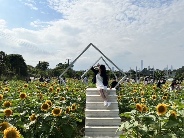 香港隱世花田-信芯園🌻🌼🌸