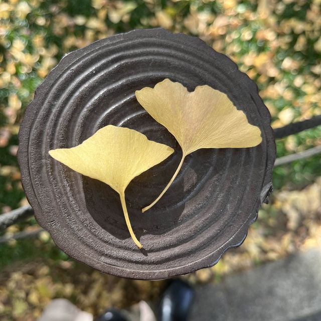 外苑前イチョウ並木🍁