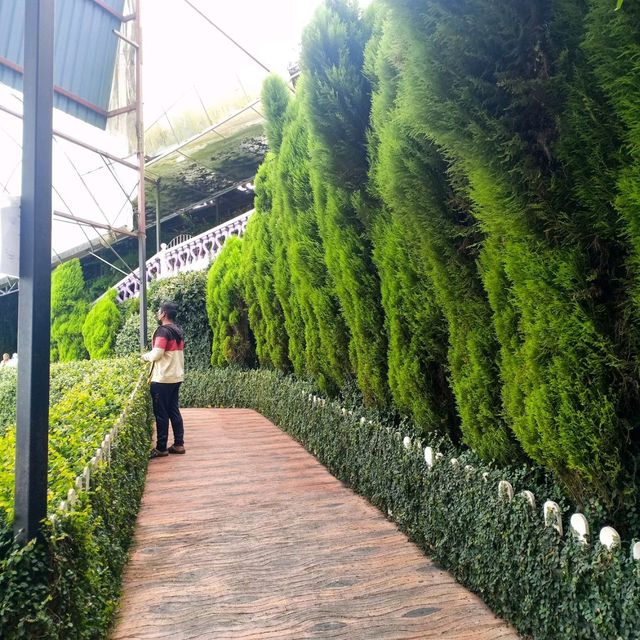 Lavender Garden