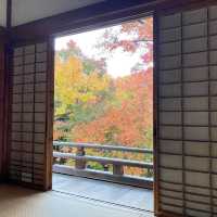 麻雀雖小但紅葉鋪天的優美寺院 - 寶筐院