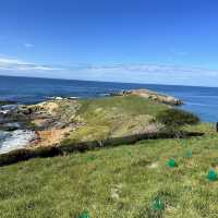 NZ 紐西蘭 南島 卡提奇燈塔 Katiki Point Lighthouse