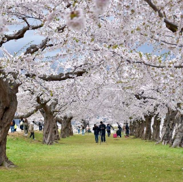 五陵郭公園五星芒櫻花道