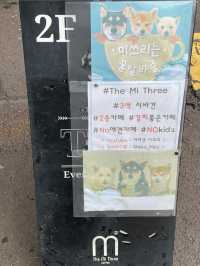 시바견이 세마리나 있는 카페 👍🏻 힐링데이트코스 