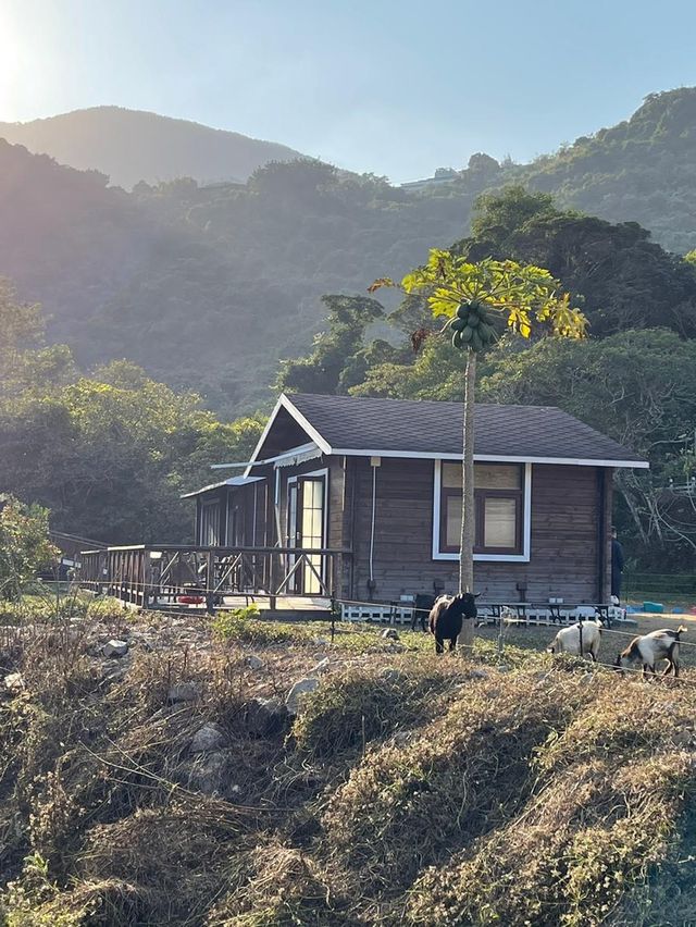 🐑🐏親親小山羊 港版「台灣清境農場」🐐