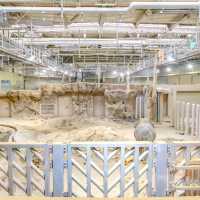 円山動物園のゾウ舎・上層階