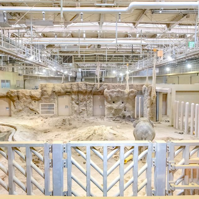 円山動物園のゾウ舎・上層階