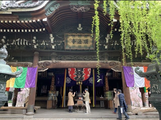 京都　SAKURA 桜めぐり❗️聖徳太子が創建した六角堂の桜に感動❗️
