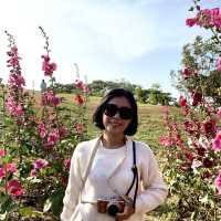 สิงห์ปาร์ค เที่ยวหน้าหนาวจะผิดหวังได้ไง สวยมาก