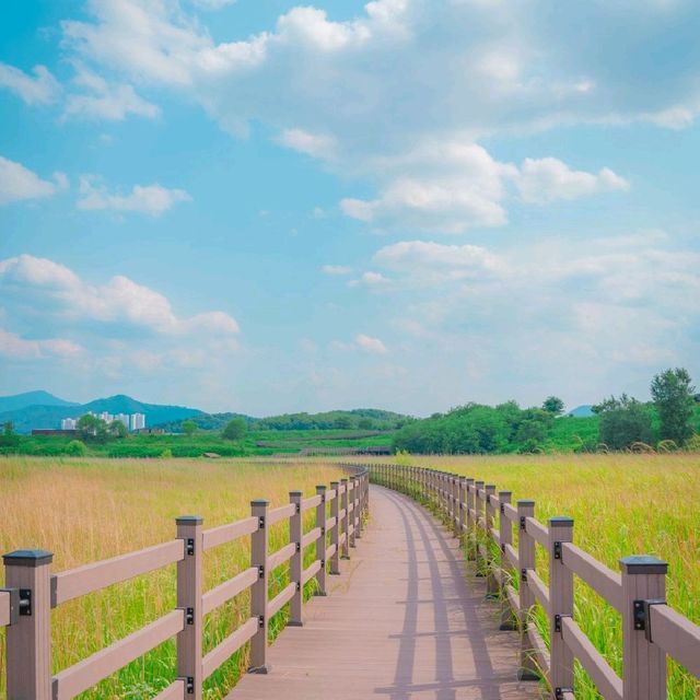 💚대구에서 만난 제주스러운 자연 [대구, 대명유수지]