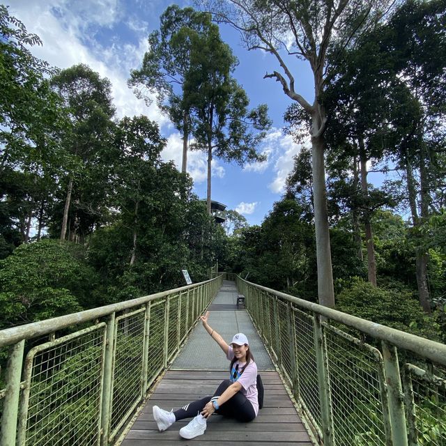 Sepilok Rainforest Discovery Centre 