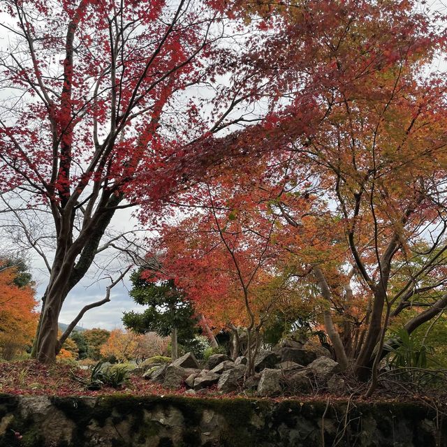 【兵庫県】鳥居と紅葉が美しい秋の有子山稲荷神社へ！
