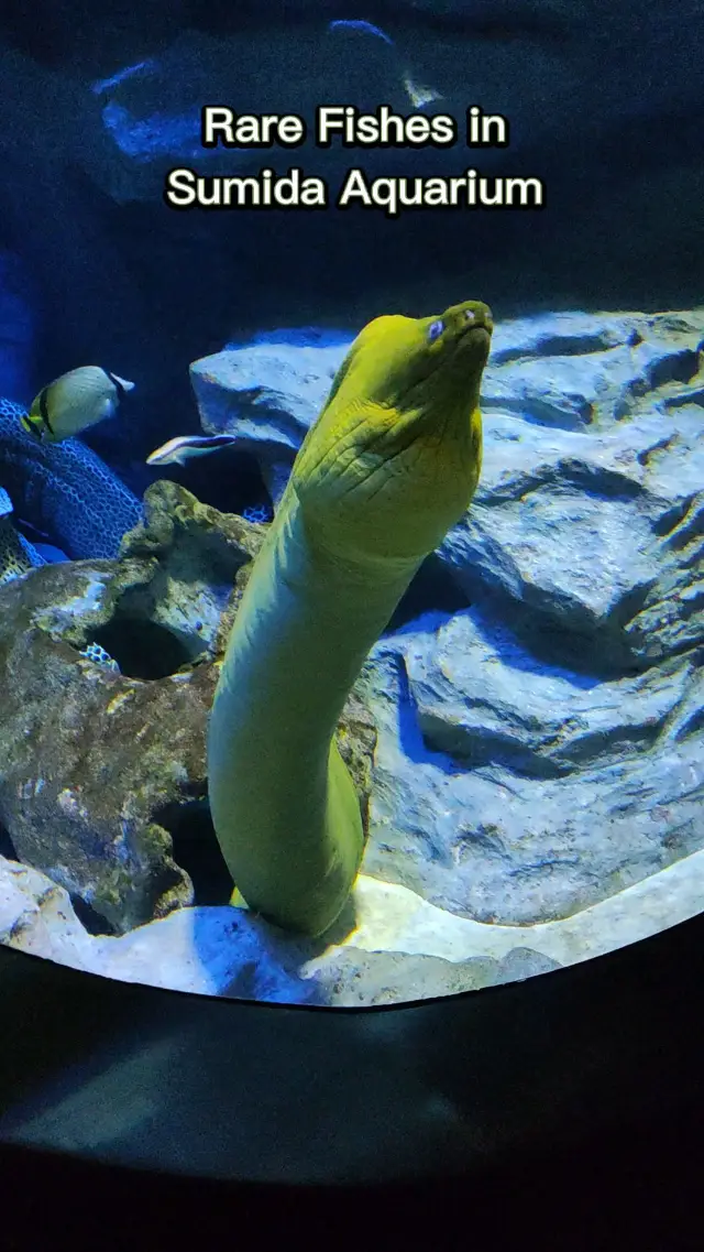 Full of Surprises in Sumida Aquarium 