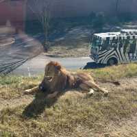 迫力満点ライオンバスと可愛い動物