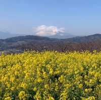 吾妻山公園